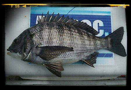 エビ撒き釣り2015*2*15