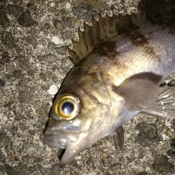 激寒メバリング