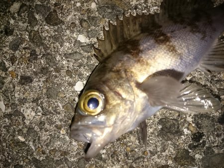 激寒メバリング