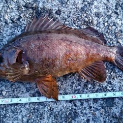 垂水デイ根魚　時合で連発