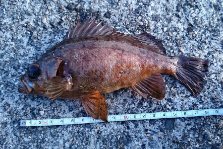 垂水デイ根魚　時合で連発