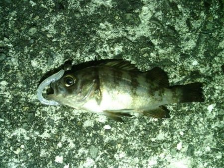 箱作　暴風メバリング