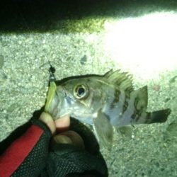 箱作　ワームでヒラメ