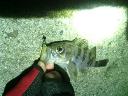 箱作　ワームでヒラメ