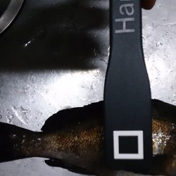 とっとパーク小島で粘り粘ってのメバル