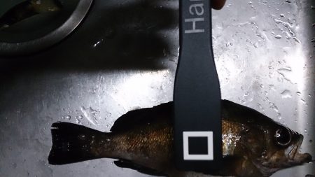 とっとパーク小島で粘り粘ってのメバル