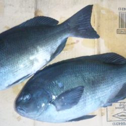 渡船にて、グレ釣り！