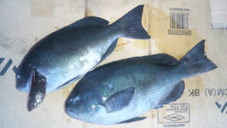 渡船にて、グレ釣り！