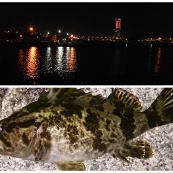 泉佐野　メバリング釣行もメバルいない～～