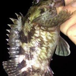 真冬でもガシラは元気!