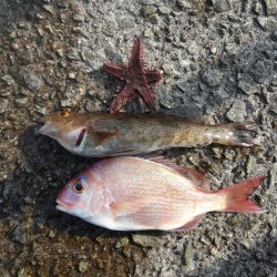 投げ釣りのカレイ狙いは渋目　ちゃりこ＆アブシン?