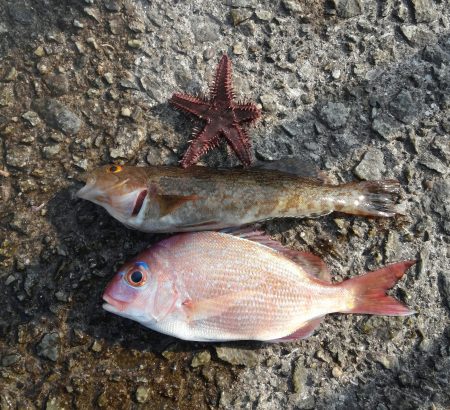 投げ釣りのカレイ狙いは渋目　ちゃりこ＆アブシン?