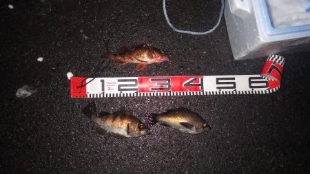 チヌとメバル・ガシラ釣果