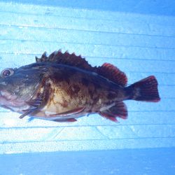 グットサイズガシラ！