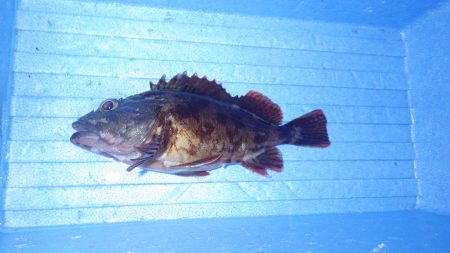 グットサイズガシラ！