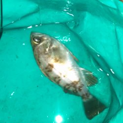 江井ヶ島　フロートでのメバリング