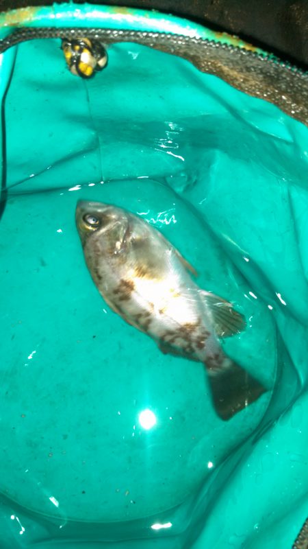 江井ヶ島　フロートでのメバリング