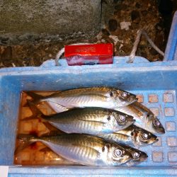 津居山港　やっと初釣りでアジ6尾