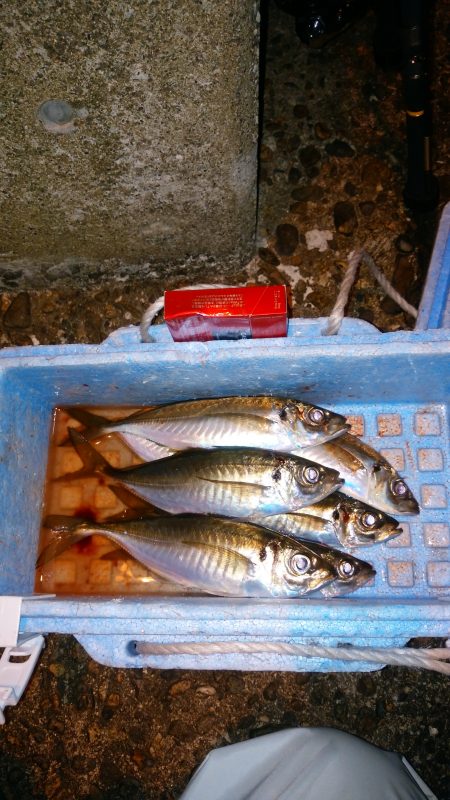 津居山港　やっと初釣りでアジ6尾