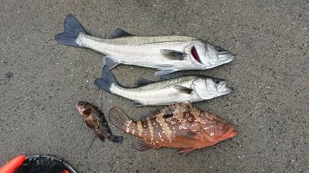 記録更新と今年初