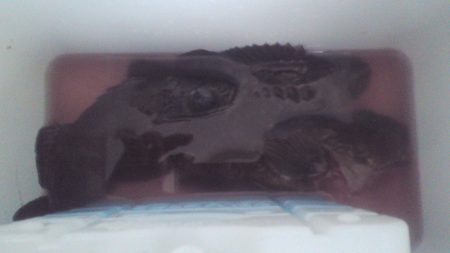 深日漁港メバリング　潮も風も弱く幸運にも１尾キャッチ