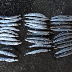 勝浦港　カマス調査