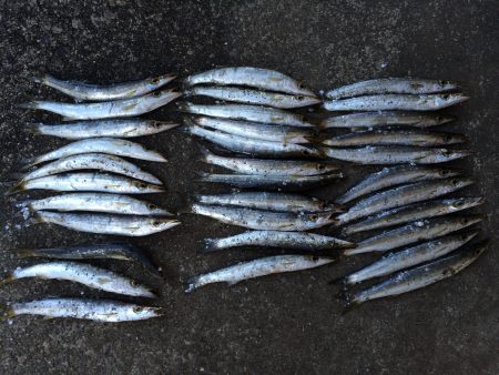 勝浦港　カマス調査