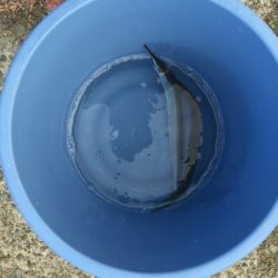 アジュール舞子のサヨリ釣り