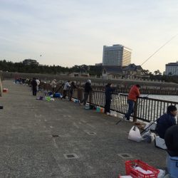 釣果情報 便乗して、サヨリ釣り ！