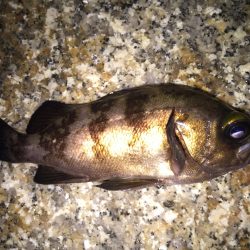 フロートりぐで！