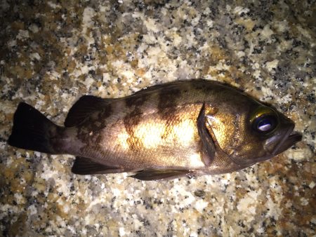 フロートりぐで！