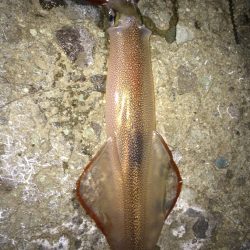 ヤリイカ獲ったど