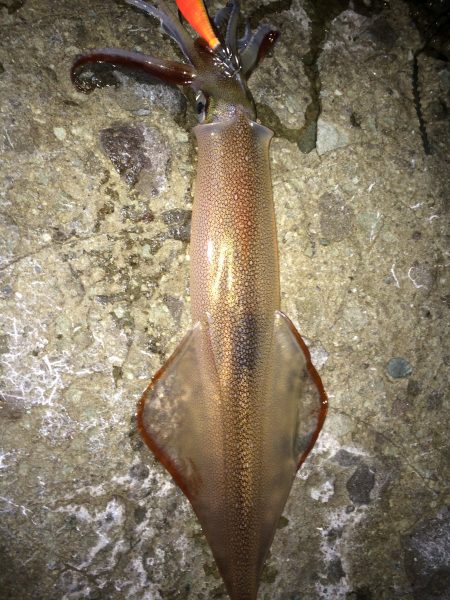 ヤリイカ獲ったど