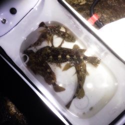 ガシ☆パラ　洲本で根魚狙い