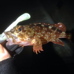 この風はあかん！