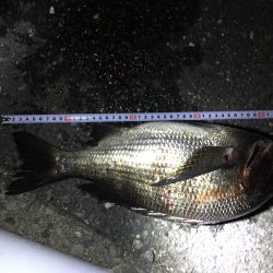 初チニングで初ゲット！