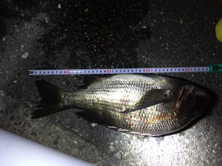 初チニングで初ゲット！