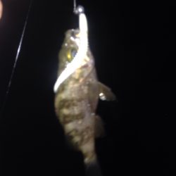 貝塚で極小メバル