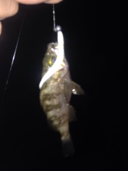 貝塚で極小メバル