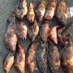 ロックフィッシュ