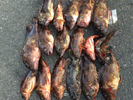 ロックフィッシュ