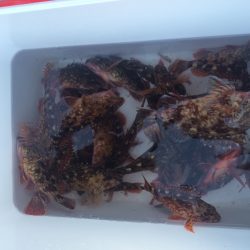 楽しめた！ロックフィッシング！！