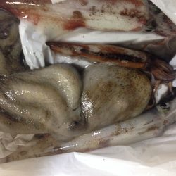 ヤリイカゲット