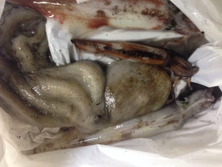 ヤリイカゲット