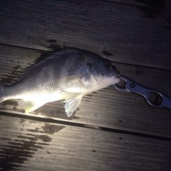 真冬のチニング