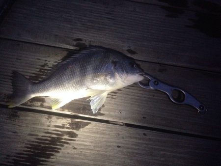 真冬のチニング