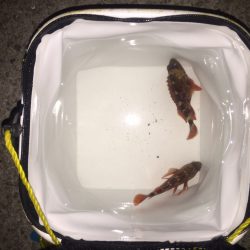 メバリングin 淡路島