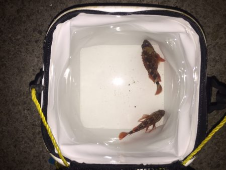 メバリングin 淡路島