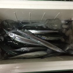 明石海峡下のサヨリ釣り