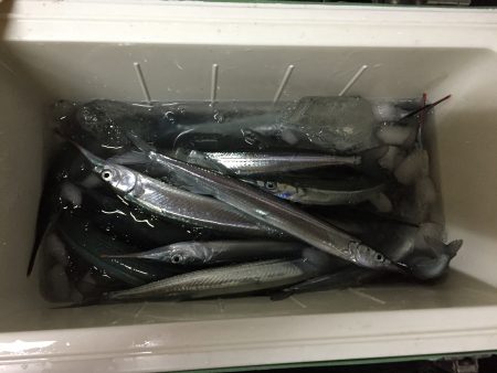 明石海峡下のサヨリ釣り